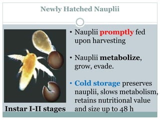 The use of Nauplii and metanauplii artemia in aquaculture (brine shrimp ...