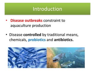 The use of probiotics and antibiotics in aquaculture production.pptx