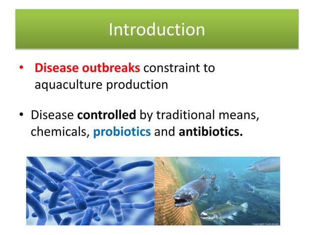 The use of probiotics and antibiotics in aquaculture production.pptx ...