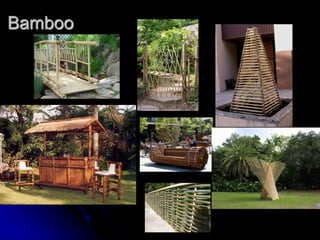 Bamboo
 