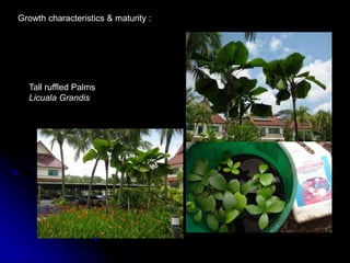 Tall ruffled Palms
Licuala Grandis
Growth characteristics & maturity :
 