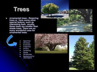 Trees
 ornamental trees - flowering
trees or have some other
special feature, such as
interesting bark. usually,
these trees are smaller than
shade trees. There are so
many wonderful uses for
ornamental trees.
 Specimen
 Driveway
 Emphasis
 Fragrance
 Privacy
 Screening
 Shade
 Windbreaks
 Background for
other plants.
 