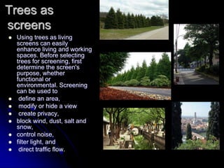 Trees as
screens
 Using trees as living
screens can easily
enhance living and working
spaces. Before selecting
trees for screening, first
determine the screen's
purpose, whether
functional or
environmental. Screening
can be used to
 define an area,
 modify or hide a view
 create privacy,
 block wind, dust, salt and
snow,
 control noise,
 filter light, and
 direct traffic flow.
 