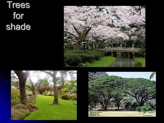 Trees
for
shade
 