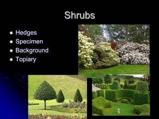 Shrubs
 Hedges
 Specimen
 Background
 Topiary
 