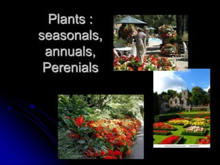 Plants :
seasonals,
annuals,
Perenials
 