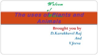 Welcom
e!
Welcom
e!
Brought you by
D.Karukkuvel Raj
And
V.Jeeva
The uses of Plants and
Animals
 