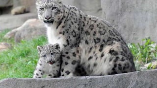 The Soviet-Afghan war