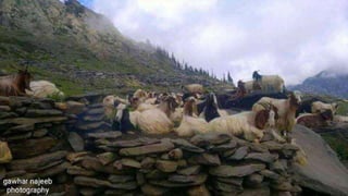 The Soviet-Afghan war