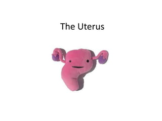 The Uterus
 