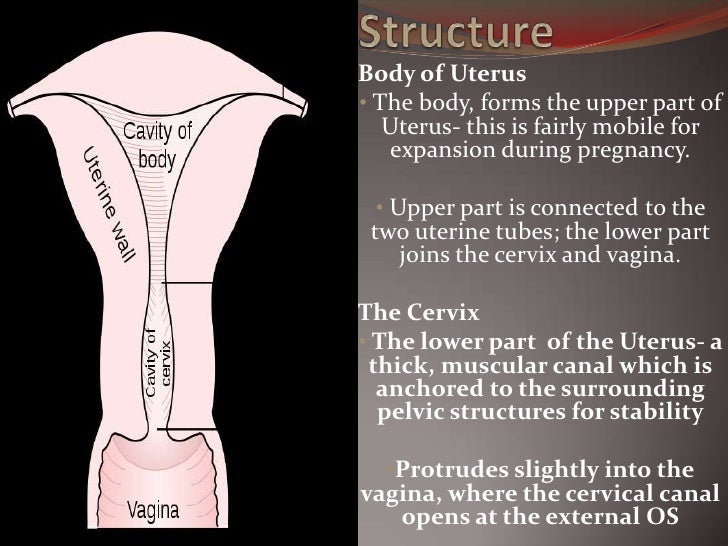 The Uterus by M. Mercado