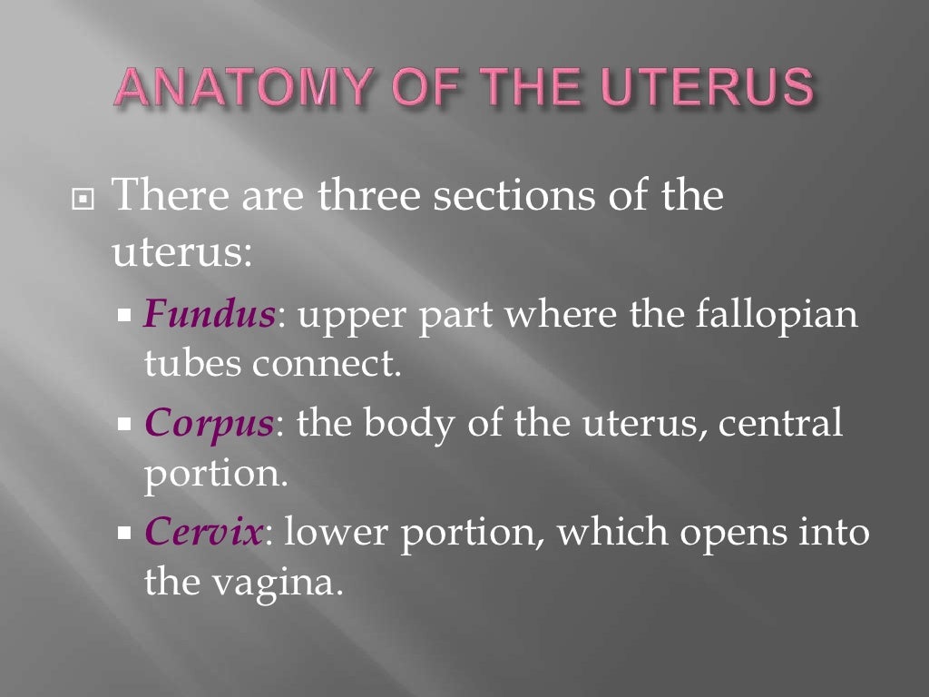 The uterus medical terminology p1
