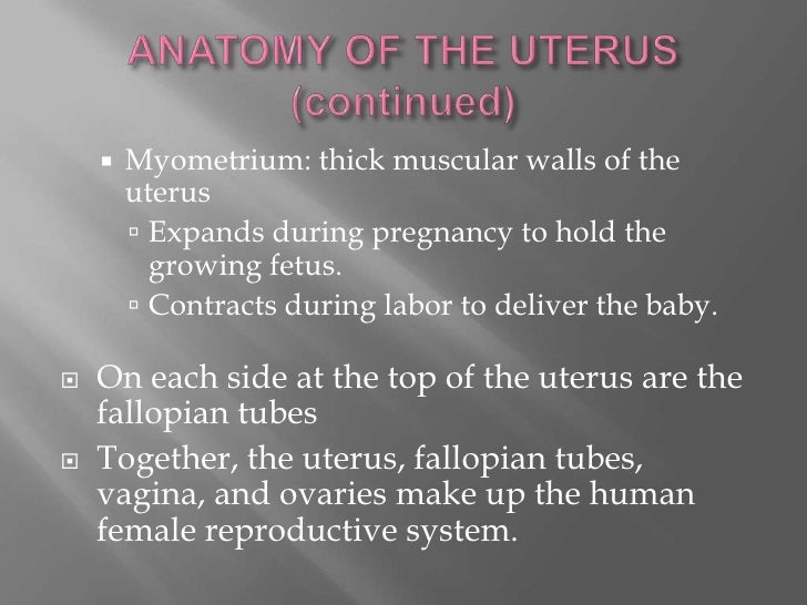 The uterus medical terminology p1