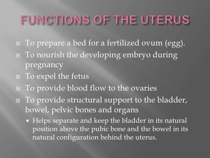 The uterus medical terminology p1
