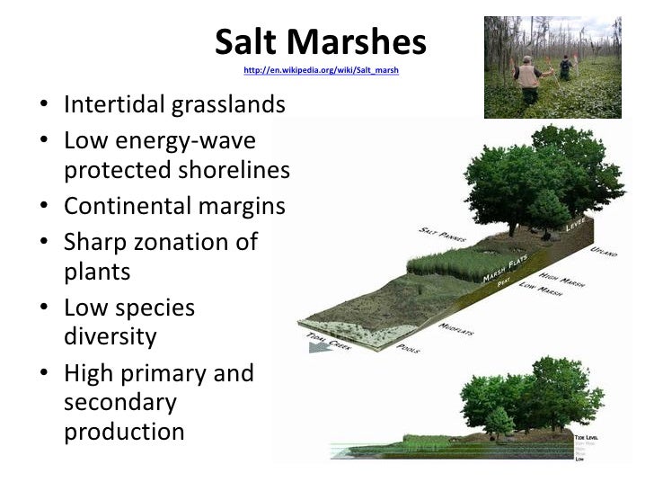 salt marsh ecosystem essay salt marsh ecosystem essay