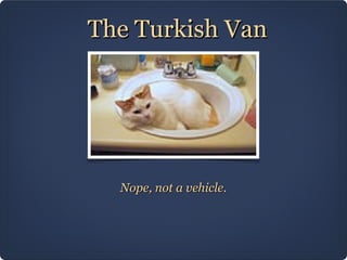 The Turkish Van




  Nope, not a vehicle.
 