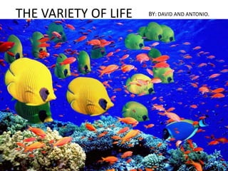 THE VARIETY OF LIFE BY: DAVID AND ANTONIO.
 