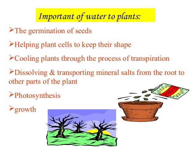 The Importance Of Water For Plants