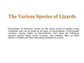Descendants of dinosaurs, lizards are the largest group of reptiles living
worldwide and can be found in all types of environments. Cold-blooded
creatures varying widely in characteristics, they share the following
physical aspects: lungs, scales or plates, and vertebrae. Here are three
species of lizards and some interesting information on each.
 