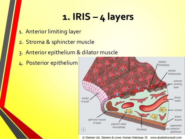 The vascular coat of the eye