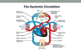 The Systemic Circulation
 