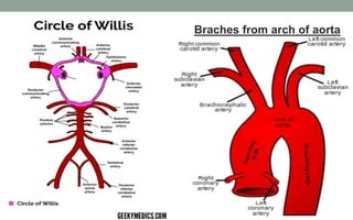 Braches from arch of aorta
 