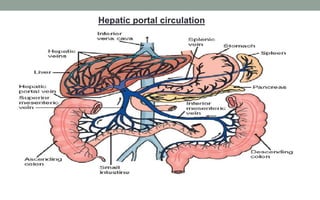 Hepatic portal circulation
 