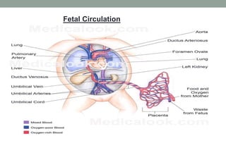 Fetal Circulation
 