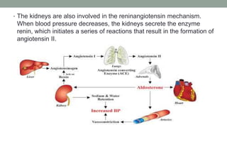 • The kidneys are also involved in the reninangiotensin mechanism.
When blood pressure decreases, the kidneys secrete the enzyme
renin, which initiates a series of reactions that result in the formation of
angiotensin II.
 