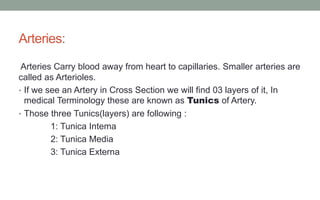 Arteries:
Arteries Carry blood away from heart to capillaries. Smaller arteries are
called as Arterioles.
• If we see an Artery in Cross Section we will find 03 layers of it, In
medical Terminology these are known as Tunics of Artery.
• Those three Tunics(layers) are following :
1: Tunica Intema
2: Tunica Media
3: Tunica Externa
 
