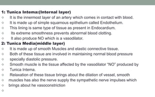 1: Tunica Intema:(Internal layer)
 It is the innermost layer of an artery which comes in contact with blood.
 It is made up of simple squamous epithelium called Endothelium.
 This lining is same type of tissue as present in Endocardium.
 Its extreme smoothness prevents abnormal blood clotting.
 It also produce NO which is a vasodilator.
2: Tunica Media(middle layer)
 It is made up of smooth Muscles and elastic connective tissue.
 Both of these tissue are involved in maintaining normal blood pressure
 specially diastolic pressure.
 Smooth muscle is the tissue affected by the vasodilator “NO” produced by
 Tunica Intema.
 Relaxation of these tissue brings about the dilation of vessel, smooth
 muscles has also the nerve supply the sympathetic nerve impulses which
 brings about he vasoconstriction

 