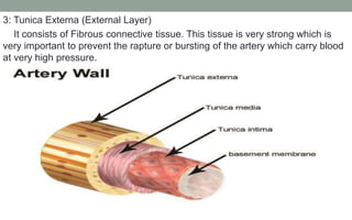 3: Tunica Externa (External Layer)
It consists of Fibrous connective tissue. This tissue is very strong which is
very important to prevent the rapture or bursting of the artery which carry blood
at very high pressure.
 