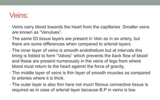 Veins:
• Veins carry blood towards the heart from the capillaries .Smaller veins
are known as “Venulues”.
• The same 03 tissue layers are present in Vein as in an artery, but
there are some differences when compared to arterial layers.
• The inner layer of veins is smooth endothelium but at intervals this
lining is folded to form “Valves” which prevents the back flow of blood
and these are present numerously in the veins of legs from where
blood must return to the heart against the force of gravity.
• The middle layer of veins is thin layer of smooth muscles as compared
to arteries where it is thick.
• The outer layer is also thin here not much fibrous connective tissue is
required as in case of arterial layer because B.P in veins is low.
 