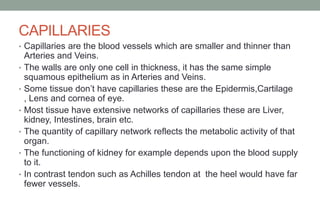 CAPILLARIES
• Capillaries are the blood vessels which are smaller and thinner than
Arteries and Veins.
• The walls are only one cell in thickness, it has the same simple
squamous epithelium as in Arteries and Veins.
• Some tissue don’t have capillaries these are the Epidermis,Cartilage
, Lens and cornea of eye.
• Most tissue have extensive networks of capillaries these are Liver,
kidney, Intestines, brain etc.
• The quantity of capillary network reflects the metabolic activity of that
organ.
• The functioning of kidney for example depends upon the blood supply
to it.
• In contrast tendon such as Achilles tendon at the heel would have far
fewer vessels.
 
