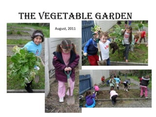 The Vegetable garden August, 2011 