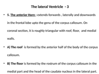 Triangular Rostrum The Ventricles of the Brain lggdkff.pptx
