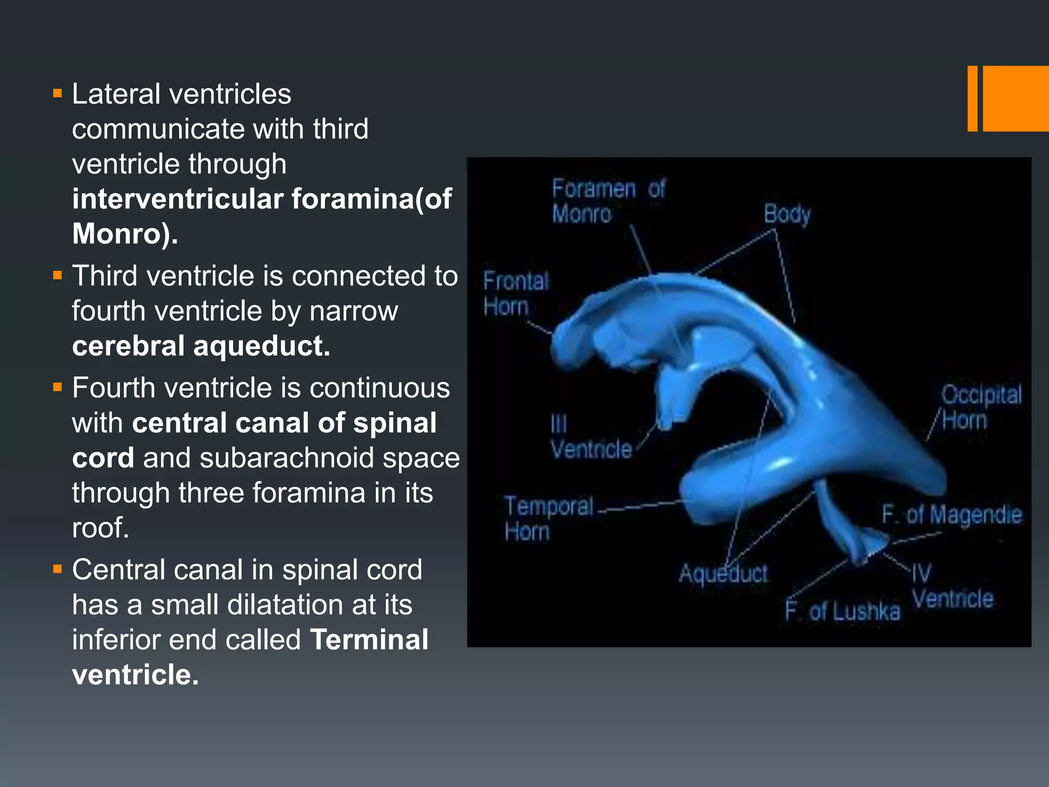 The Ventricular System PPTX The Ventricular System PPTX