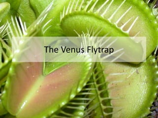 The Venus Flytrap
 