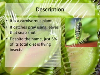 Description
• It is a carnivorous plant
• It catches prey using leaves
that snap shut
• Despite the name, just 5%
of its total diet is flying
insects!