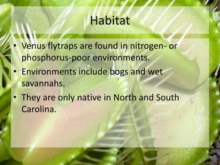Habitat
• Venus flytraps are found in nitrogen- or
phosphorus-poor environments.
• Environments include bogs and wet
savannahs.
• They are only native in North and South
Carolina.