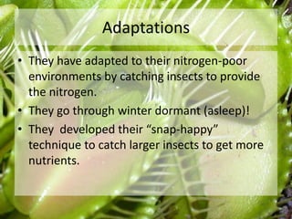 Adaptations
• They have adapted to their nitrogen-poor
environments by catching insects to provide
the nitrogen.
• They go through winter dormant (asleep)!
• They developed their “snap-happy”
technique to catch larger insects to get more
nutrients.