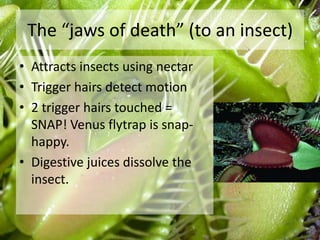 The “jaws of death” (to an insect)
• Attracts insects using nectar
• Trigger hairs detect motion
• 2 trigger hairs touched =
SNAP! Venus flytrap is snap-
happy.
• Digestive juices dissolve the
insect.