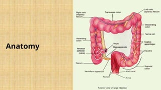 The Vermiform Appendix and Appendicitis.pptx