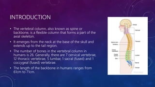 The vertebral column.pptx