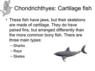 Chondrichthyes: Cartilage fish
• These fish have jaws, but their skeletons
are made of cartilage. They do have
paired fins...