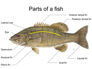 Parts of a fish
Lateral Line
Operculum
Pectoral fin
Pelvic fin
Anterior dorsal fin
Posterior dorsal fin
Anal fin
Caudal fi...