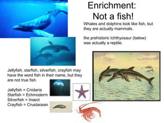 Enrichment:
Not a fish!
Whales and dolphins look like fish, but
they are actually mammals.
Jellyfish, starfish, silverfish...