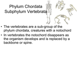 • The vertebrates are a sub-group of the
phylum chordata, creatures with a notochord
• In vertebrates the notochord disapp...