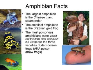 Amphibian Facts
• The largest amphibian
is the Chinese giant
salamander
• The smallest amphibian
is the Brazilian gold fro...