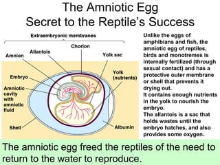 The Amniotic Egg
Secret to the Reptile’s Success
Unlike the eggs of
amphibians and fish, the
amniotic egg of reptiles,
bir...